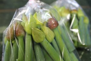 葱坊主の背比べです。